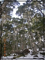 2011-03-08 08-09-02-黑森林踏雪行.JPG